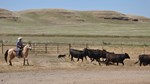 CA horseback ranch work