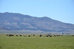 grazing cattle
